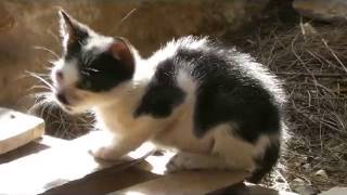 preview picture of video 'Les Chats de Syros - Le P'tit Chose, entre le 16 et le 18 octobre 2014'