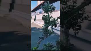 Olivovník evrop., vícekmen, "divoký"