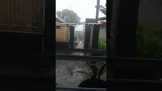 Download lagu suara kodok di musim hujan mp3 Download lagu suara kodok di musim hujan mp3