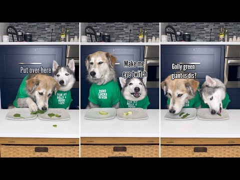 Dogs Try Different Foods