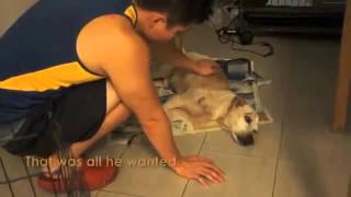 Lonely Old Dog Has His Dying Wish Come True To Be