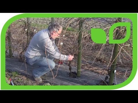 How do I prune a grapevine