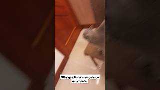 #animais #viralvideo #amor