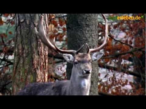 download lagu mp3 mp4 Damwild, download lagu Damwild gratis, unduh video klip Damwild