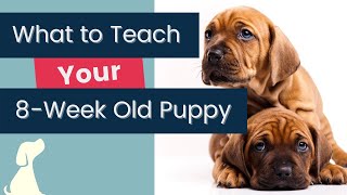 Puppy Training Basics 5 Things To Teach An 8 Week Old