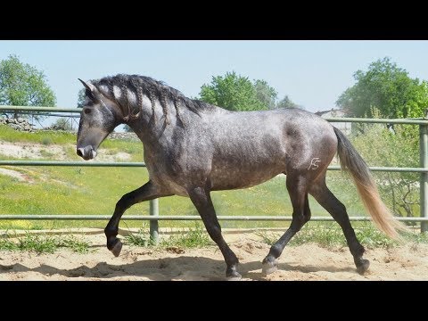 PRE HORSE FOR SALE   BIG YOUNG MOVER HORSE