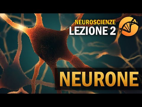 The Neuron | NEUROSCIENCE - Lesson 2
