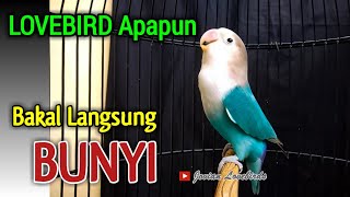Download lagu SEMUA LOVEBIRD BAKAL LANGSUNG BUNYI Saat Di Pancin... mp3