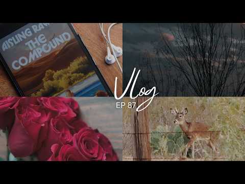 VLOG •  EP 87 | quiet days as a stay at home mom ♡ ︎valentines day, reading update, deer