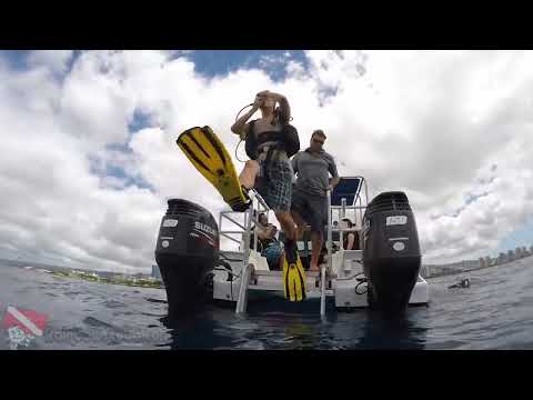 A white-tip reef shark swims in the clear water near Honolulu's Horseshoe Reef.