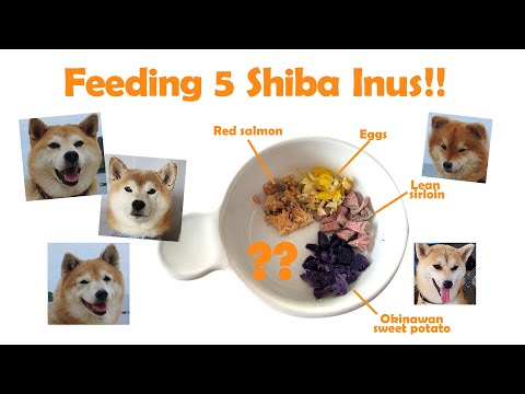 Feeding My Five Shiba Inus!