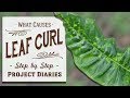 ★ How to: Diagnose & Treat  Leaf Curl / Yellowing Leaves (Inc. Lemon Tree Update)