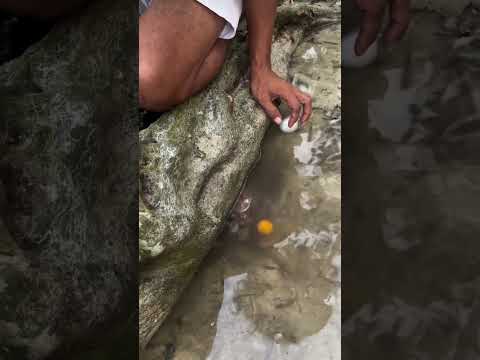 Reel tagged #egg