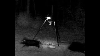 Field Test With Wildgame Innovations Moonshine Light On Hogs?