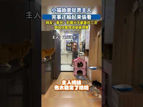 小猫故意捉弄主人，完事还躲起来偷看#猫咪迷惑行为 #猫咪日常 #萌宠搞笑 #萌宠出道计划 #萌宠成精了