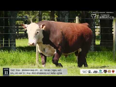 LOTE 11 TAT T111 Remate de Produção Hereford Estância Tamanca, 19 de Out 2024   TV EL Campo
