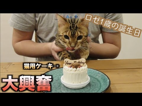 ロゼの誕生日なので猫用ケーキあげたら過去最高の野生化したwww