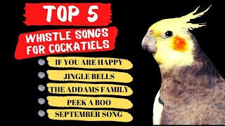 Download lagu Top 5 Cockatiel Whistle Training Songs, Parrot Training and Singing mp3 Download lagu Top 5 Cockatiel Whistle Training Songs, Parrot Training and Singing mp3