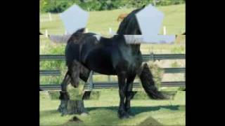 solo vino grupo laberinto