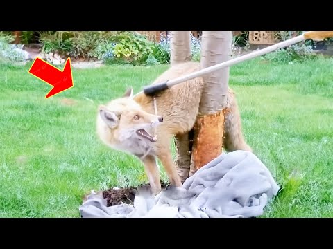 Man saves chicken-stealing fox from getting trapped, then the next day it comes back to find him