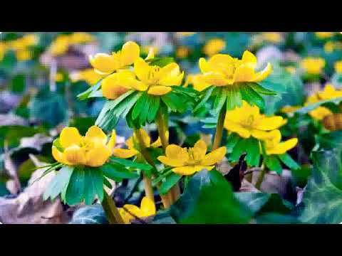 Din a cerului mărire  ,,,Puiu Chibici,,,