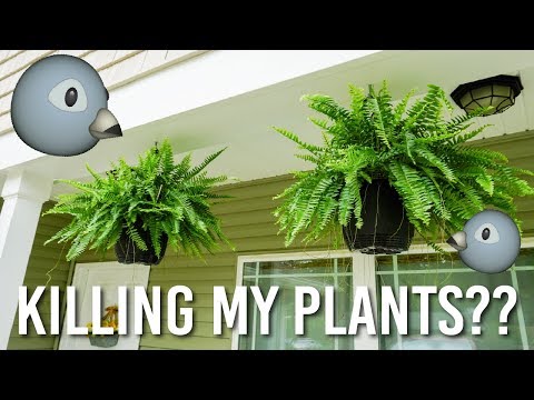 YouTube video about: How to keep birds from nesting in hanging plants?