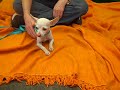 a5124271 angel chihuahua