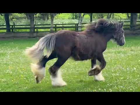 Yearling filly - Image 2