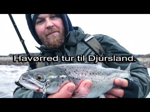 V-log d. 2211 Havrreder p Djursland.