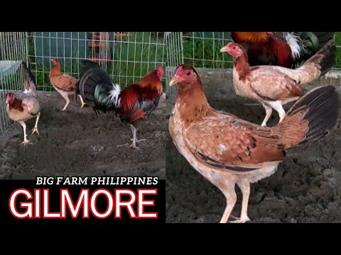 Gilmore Hatch Yellow Leg Kelso Joe Goode Grey Jerry Jenkins Sweater - Iloilo Philippines JUB FARM