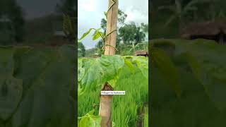 Download lagu Villages in Indonesia 🇮🇩 mp3 Download lagu Villages in Indonesia 🇮🇩 mp3