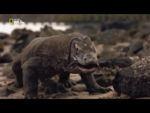 image-How do Komodo dragons catch deer?