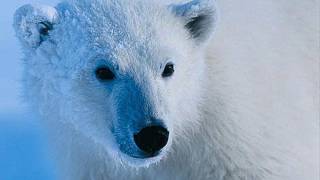 Nissebanden i Grønland - Nu Er Det Jul