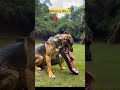 Dog With Crocodile Mouth Dog Animals Shorts Fyp Video Viralshorts Short