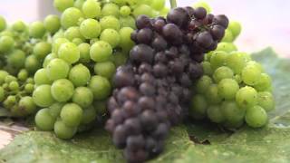 preview picture of video 'Russian River Valley Winegrowers'