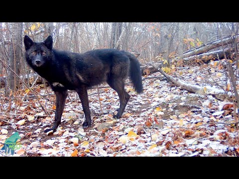 Stunning footage of a black wolf in Northern Minnesota