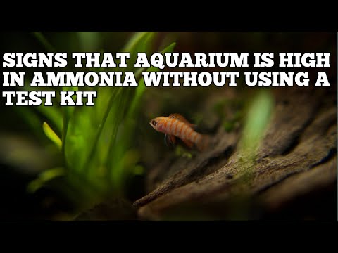 HOW TO KNOW IF AQUARIUM IS HIGH IN AMMONIA WITHOUT USING A TEST KIT