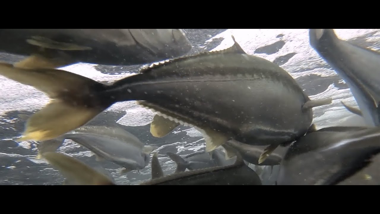 The Kingfish Company