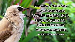 Download lagu Trucukan GACOR ngalas ROPEL PANJANG suara alam AMPUH buat pancingan jadikan trucuk Gacor GARUDA mp3