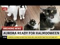 Aurora S Meow Continues To Develop Louder Than Moo