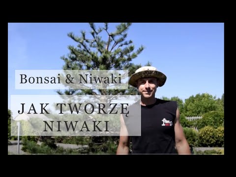 "Jak ciąć sosnę latem" Po formowaniu: Sosna czarna