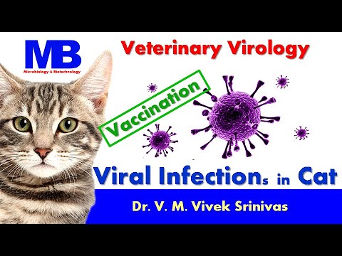 VIRAL INFECTIONS IN CAT & VACCINATION | Microbiology | Vivek Srinivas | #CatFlu #CatVaccination