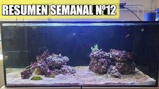 ✅ RESUMEN SEMANAL Nº12 [Futuras Sorpresas]