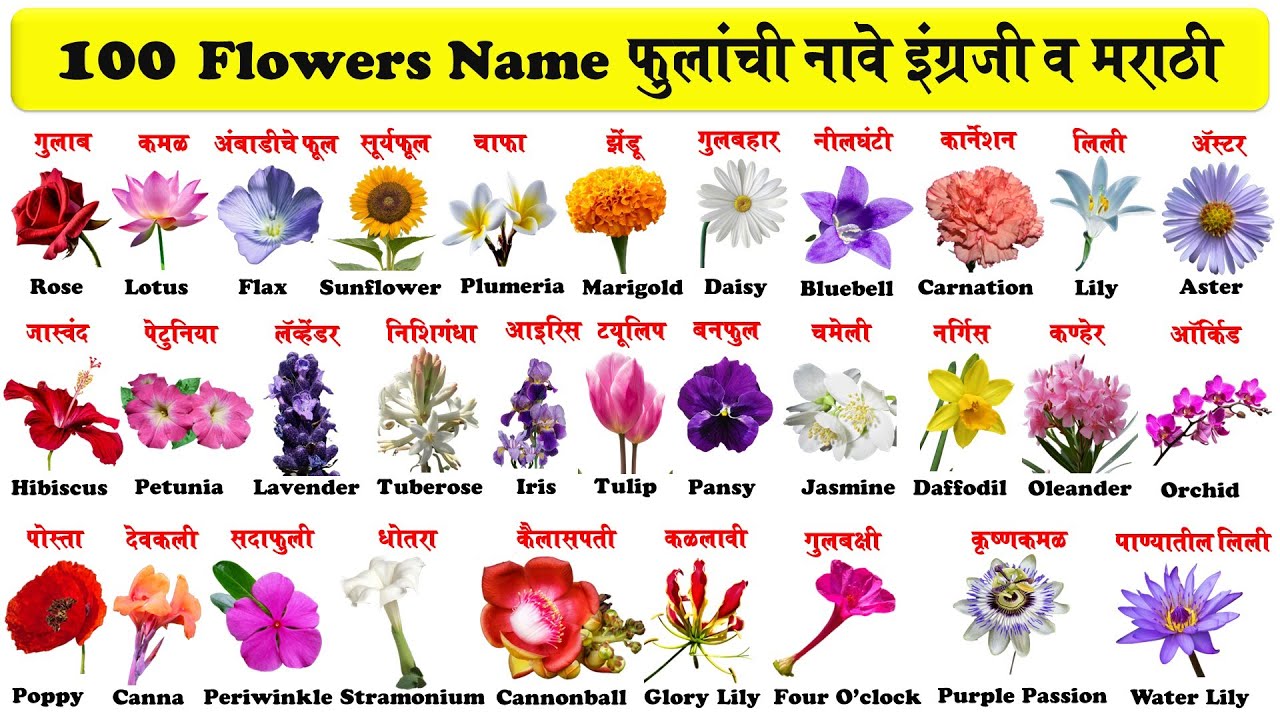 100 flowers name in english and marathi with pdf | १०० फुलांची नावे इंग्रजी व मराठी |