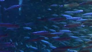 登別マリンパークニクスの銀河水槽