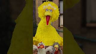Do the Bird Dance with Big Bird! #sesamestreet