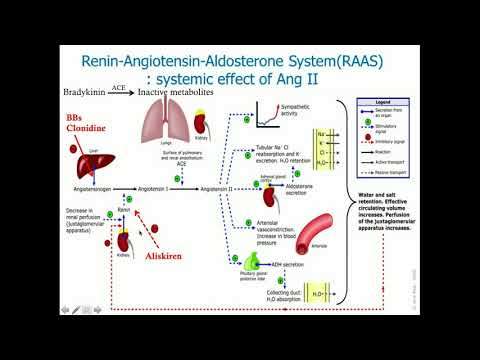Renin-Angiotensin-Aldosterone System - CRASH! Medical Review Series