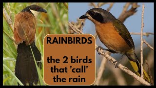 Download lagu 2 burung hujan di Afrika bagian selatan; Burchell's Coucal dan Olive Bushshrike mp3