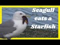 Seagull Eating A Starfish