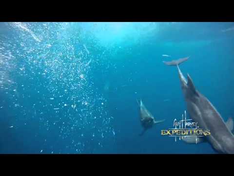 Panama Paradise: A Guy Harvey Expedition - Dolphins stealing bait!